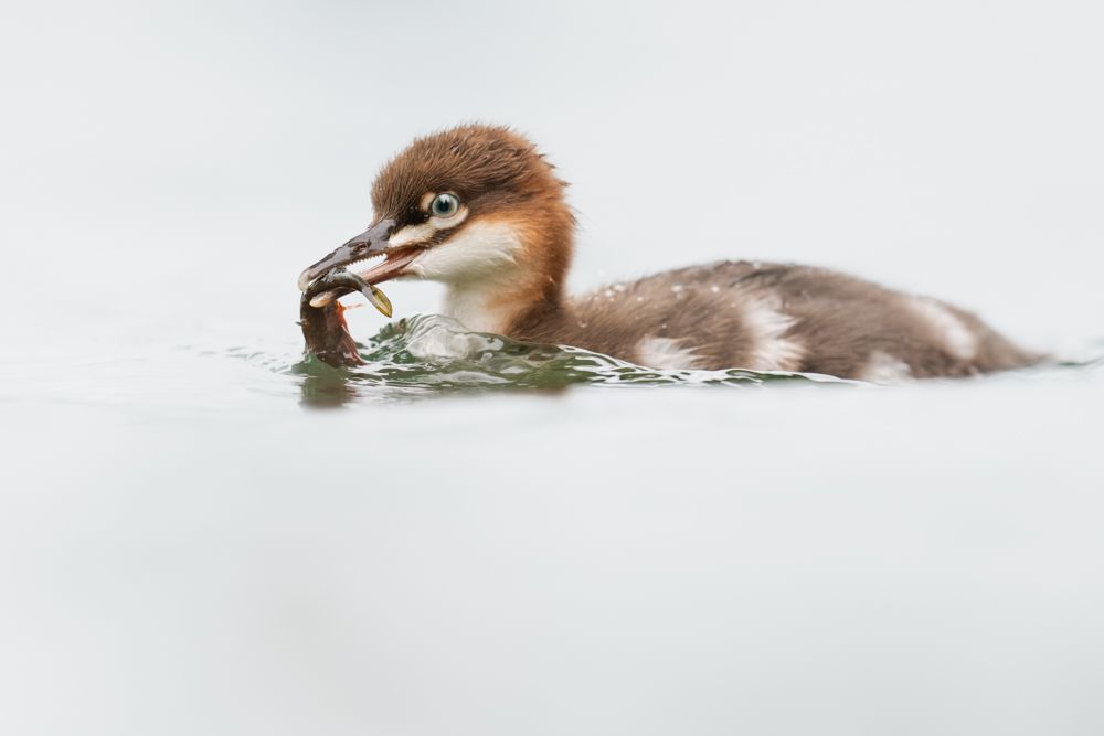 The common merganser-chicks jump out of the high caves shortly after hatching. The fall, however, does not harm the small birds.