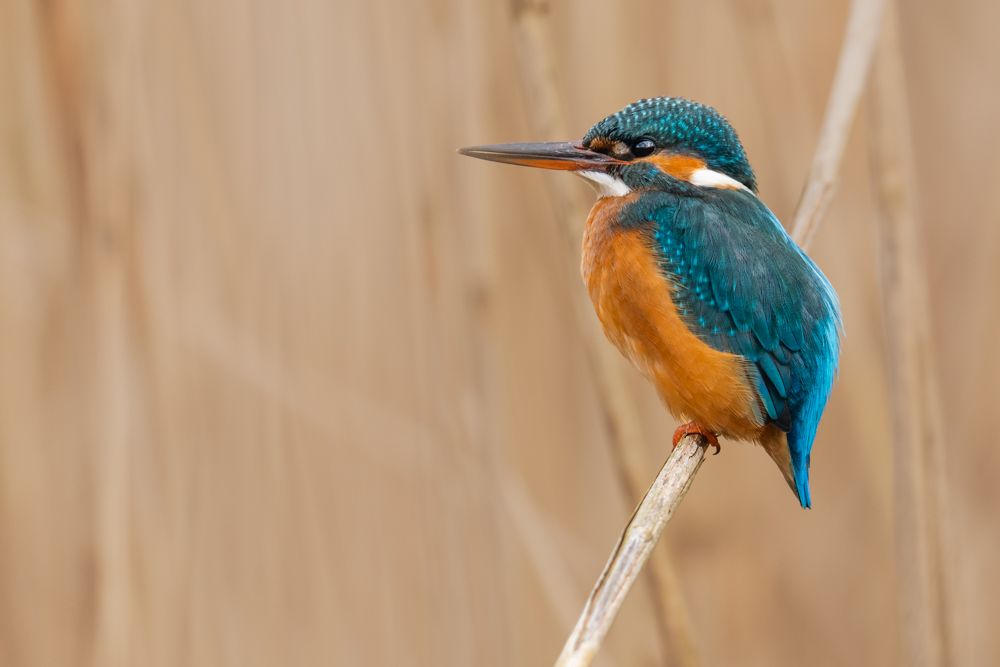 Weitere Fotos des Vogels