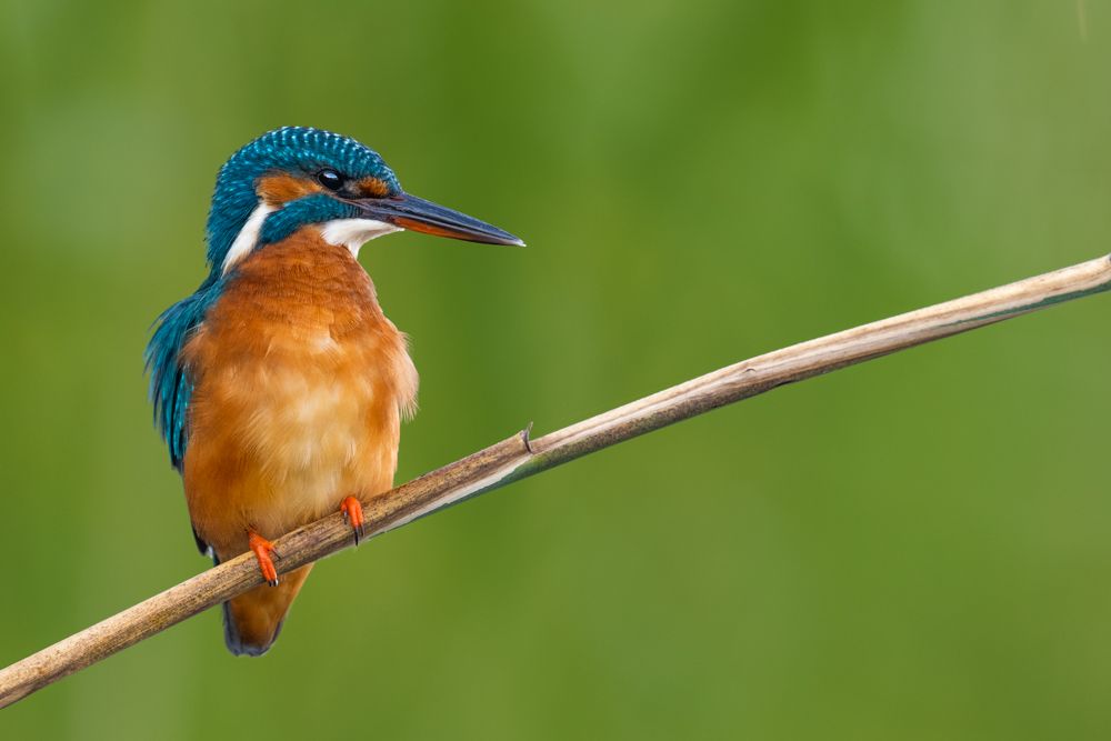 Weitere Fotos des Vogels