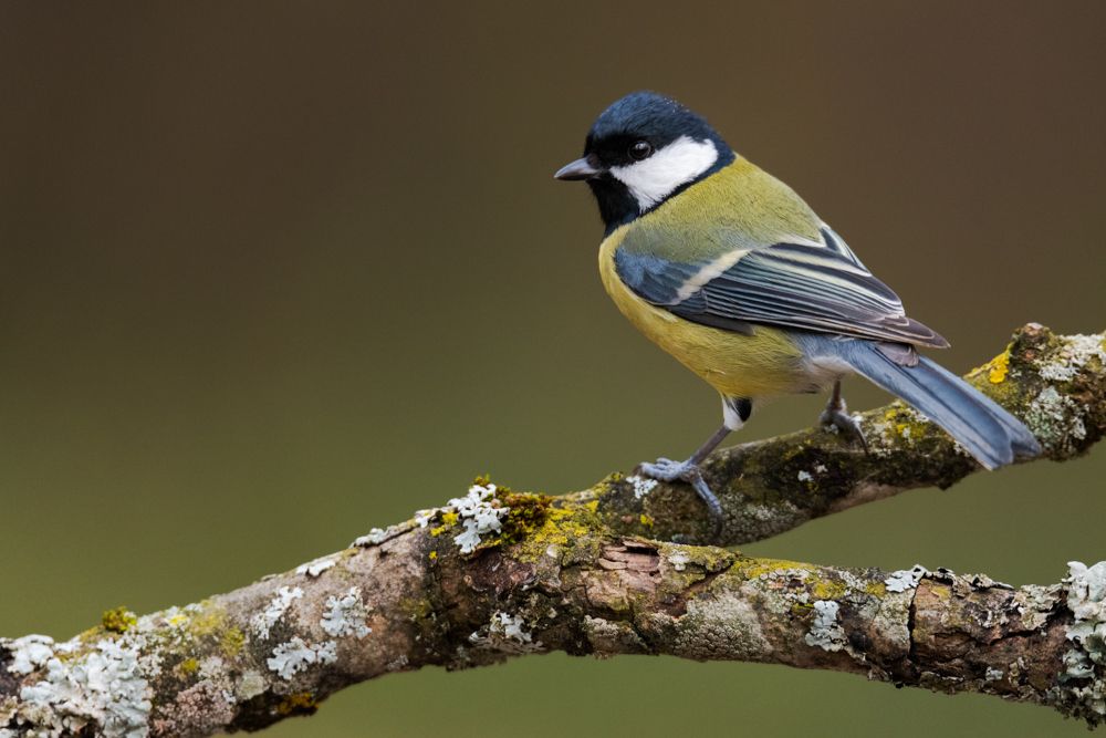The great tit breeds in all kinds of forests. Even a few trees are sufficient for the great tit to breed.