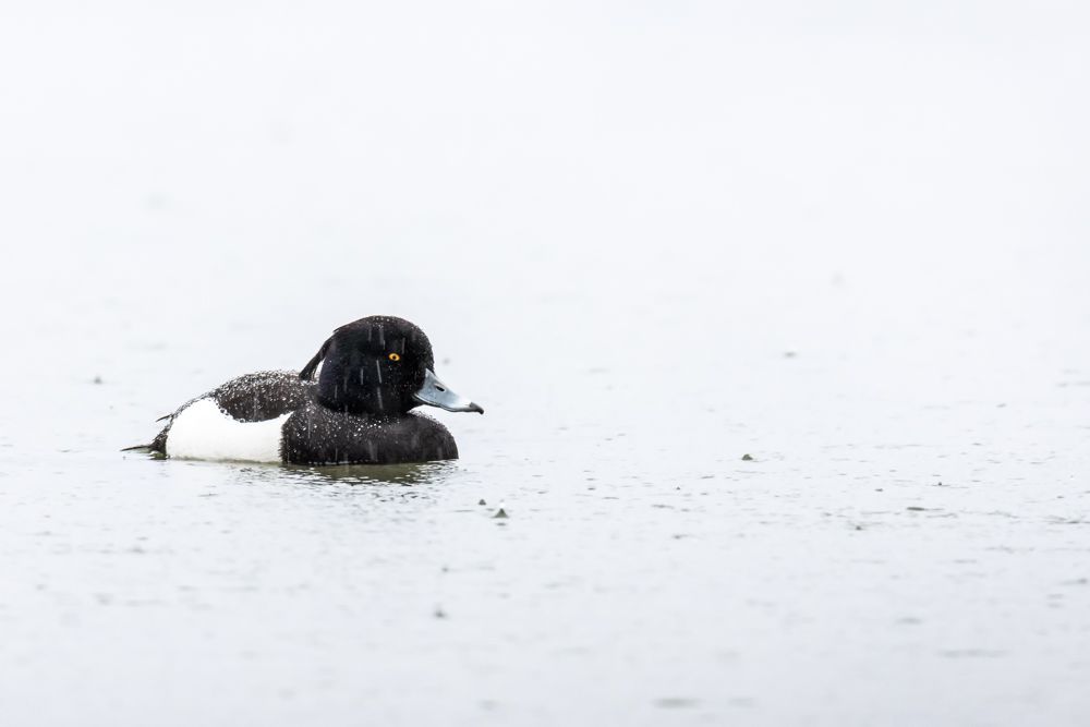 More images of this bird