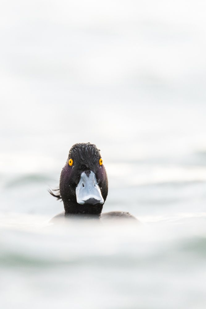 More images of this bird
