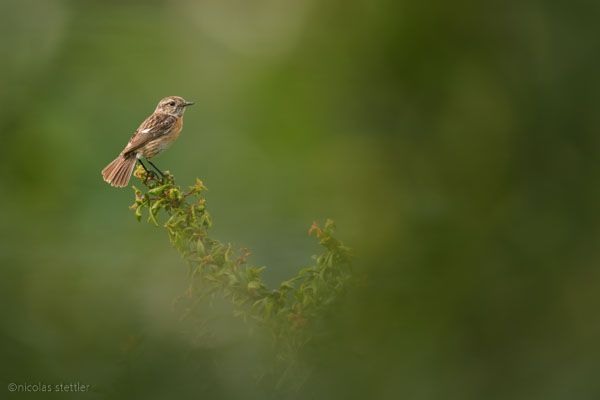 Female stonechat sitting in a hedge.