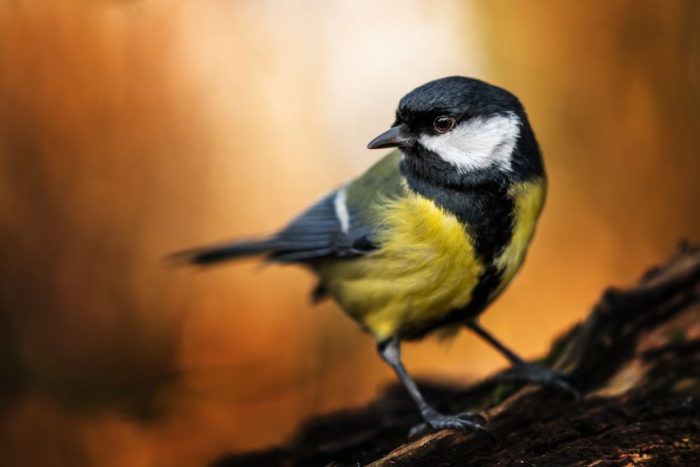 A great tit looks for food for its young on an old tree trunk.