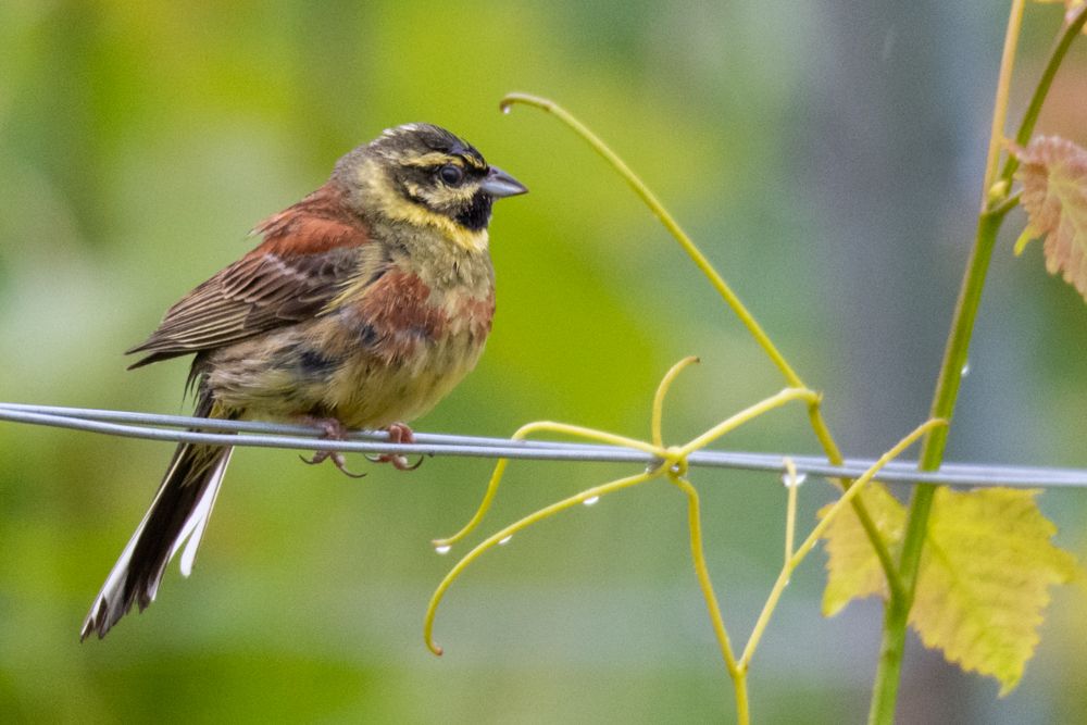 Weitere Fotos des Vogels