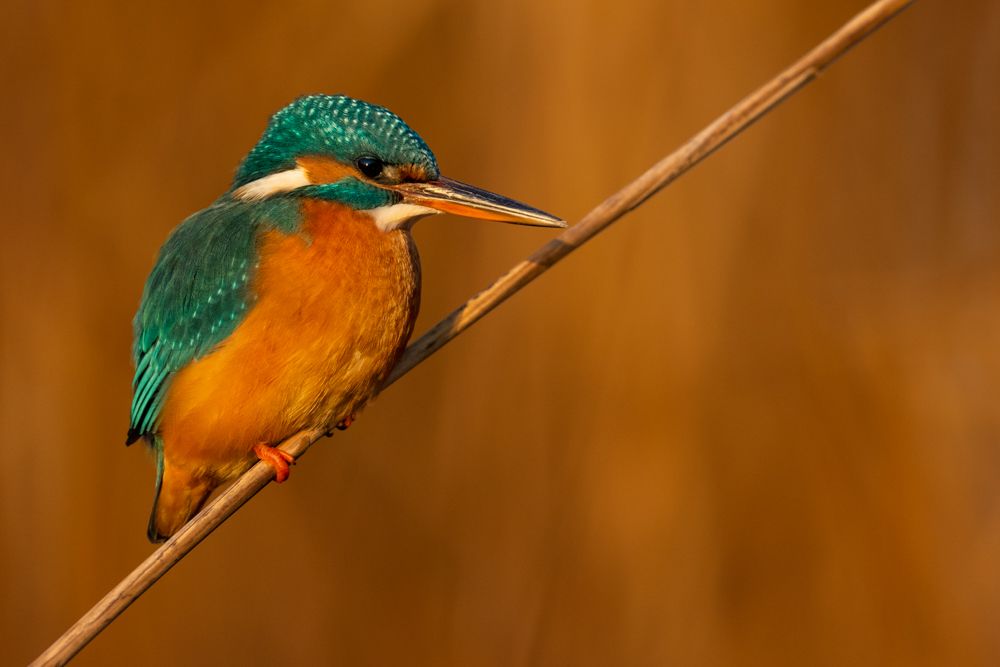 Der Eisvogel braucht Sitzwarten über dem Wasser. Manchmal genügt ihm auch ein Schilfhalm.