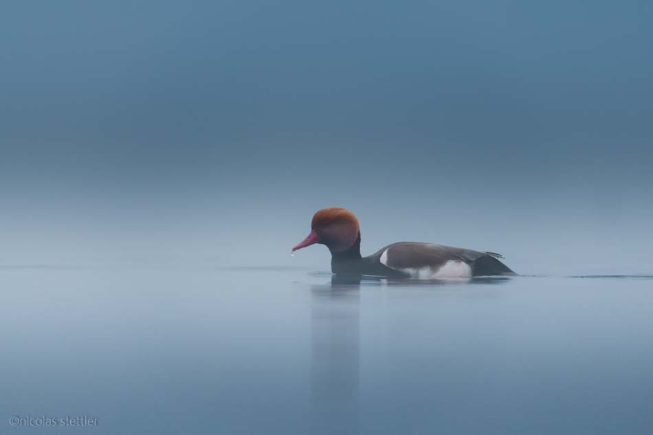 On that early Sunday morning I already set off in the dark. It was cold outside and thick fog hung over the village. I cycled to the lake where the fog got even thicker. I knew of a spot, where there were red-crested pochards in the morning. I laid down on the shore and waited if the beautiful would show up...
