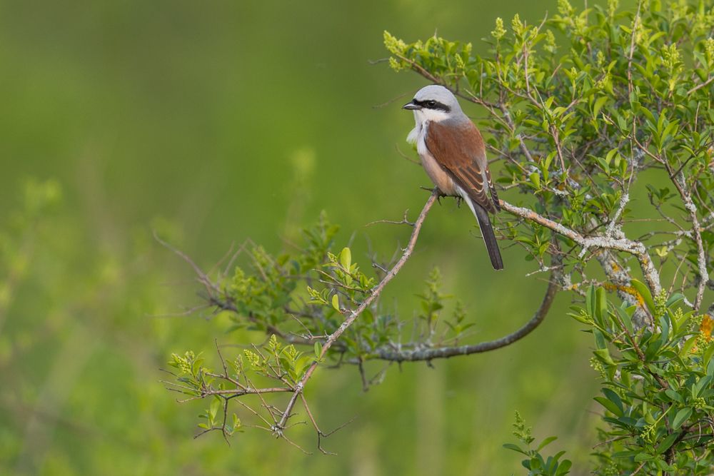 Weitere Fotos des Vogels