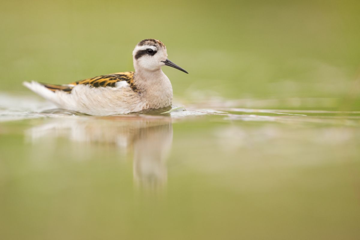 Galerie von diversen Vogelarten, fotografiert von Naturfotograf Nicolas Stettler.