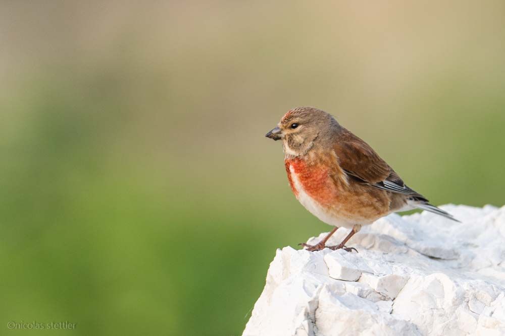 Common linnet on a big rock.