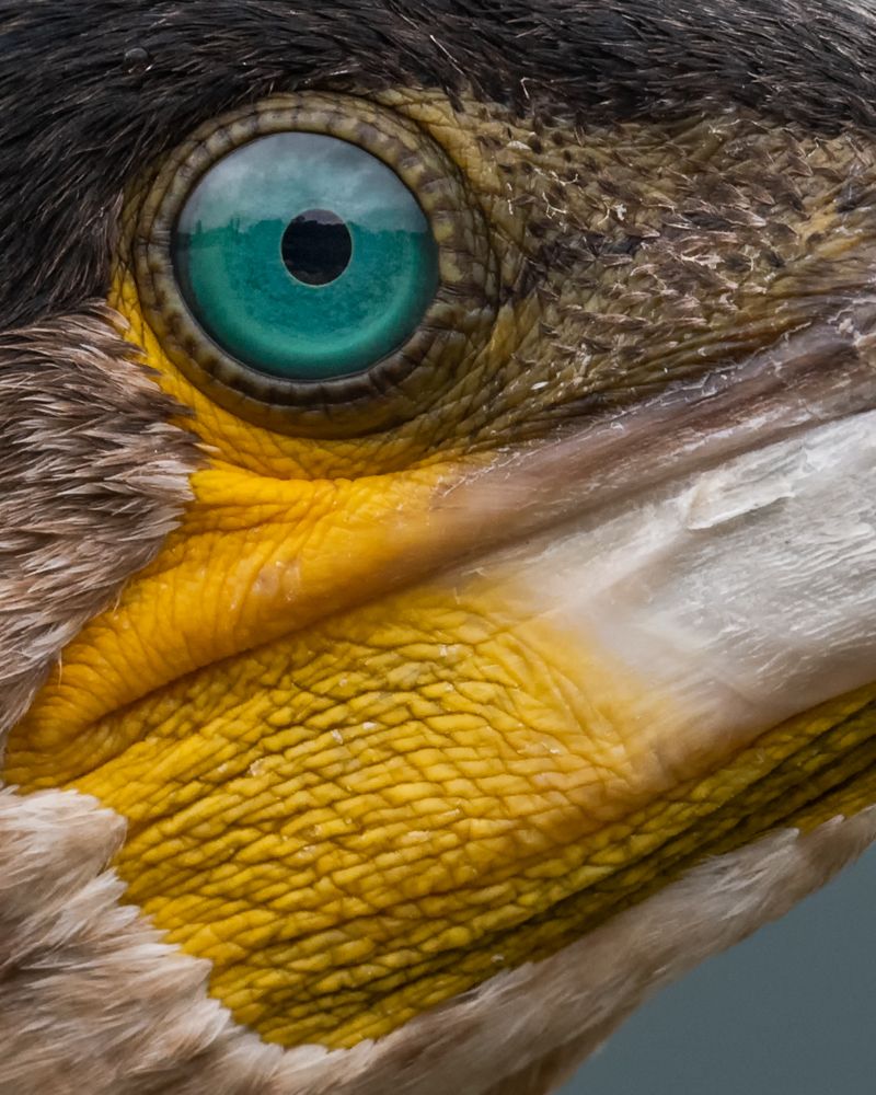 Erst seit 2002 ist der Kormoran in der Schweiz ein Brutvogel. Seither hat der Brutbestand stark zugenommen.
