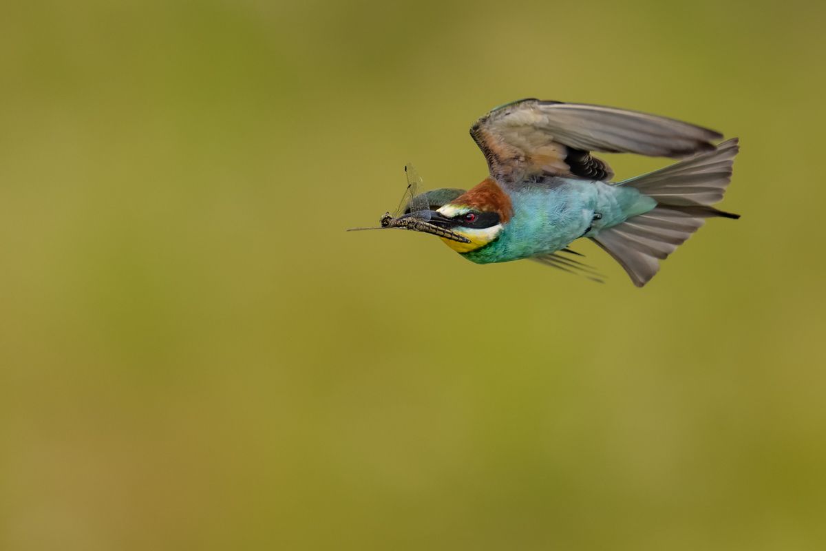Galerie von diversen Vogelarten, fotografiert von Naturfotograf Nicolas Stettler.