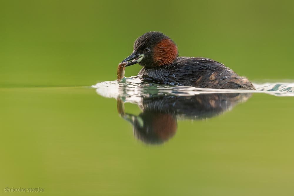 A little grebe with a fish he caught.
