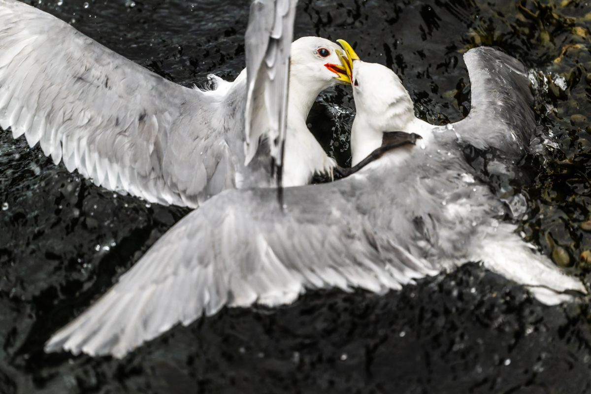 Galerie mit Vogelfotos von Seevögelb, fotografiert von Naturfotograf Nicolas Stettler..