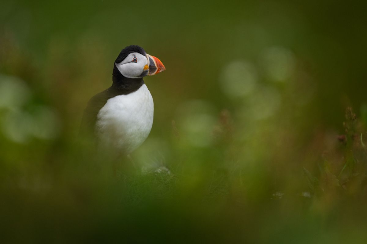 Galerie mit Vogelfotos von Seevögelb, fotografiert von Naturfotograf Nicolas Stettler..