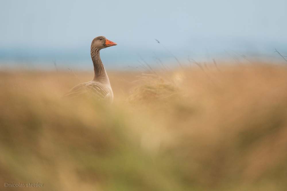 Graugans auf Langeoog.