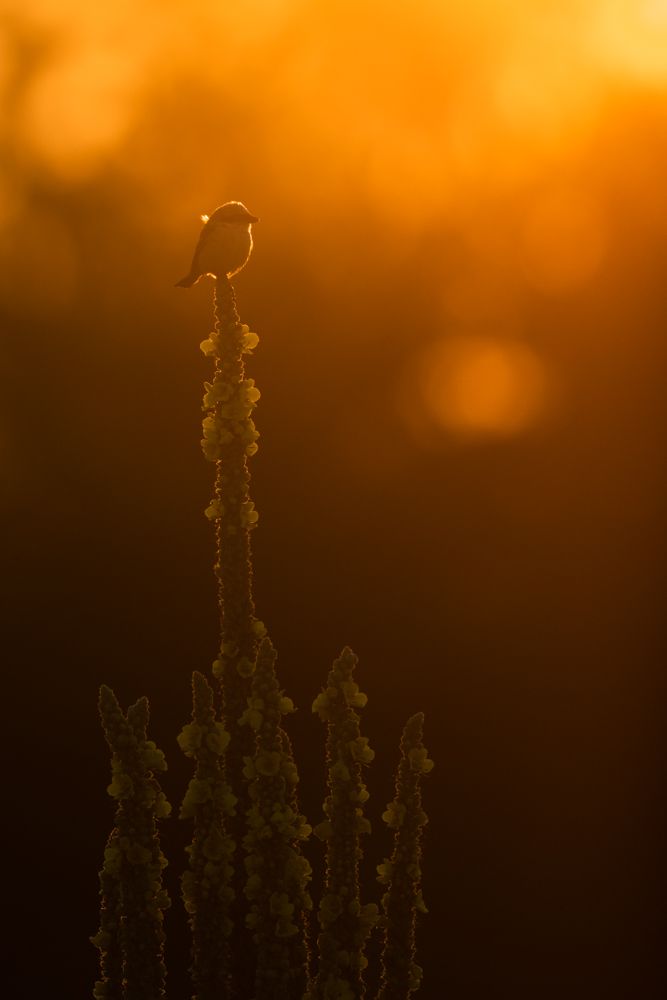 Weitere Fotos des Vogels