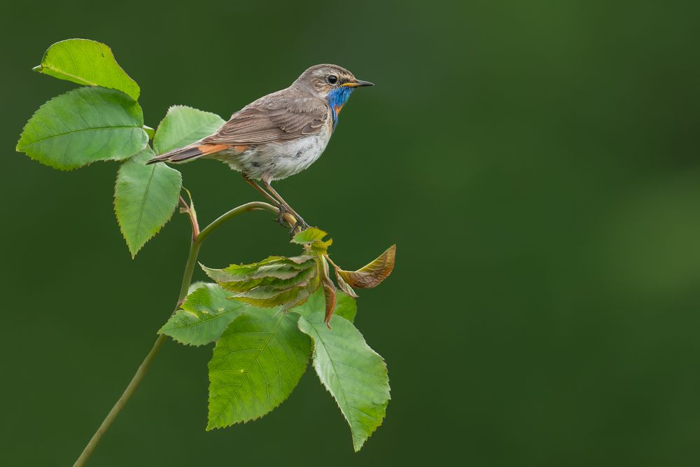 Dieses Blaukehlchen hockte inmitten eines Gartens in Nordnorwegen.