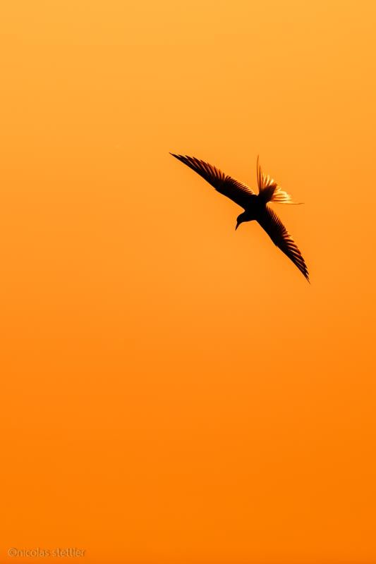 Silhouette of a foraging common tern