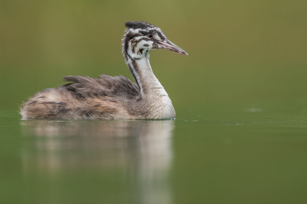 More images of this bird