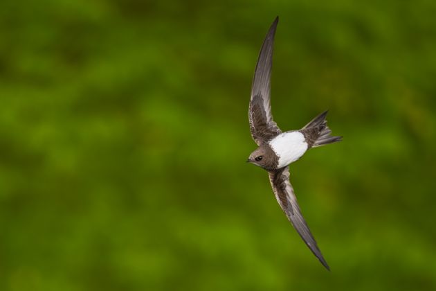 Beispielfotos von der Schweiz im Frühling Fotoreise mit Birdingtours und Nikon.