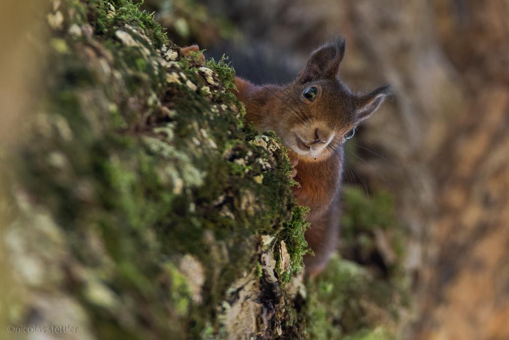 A red squirrel looking down from a tree.