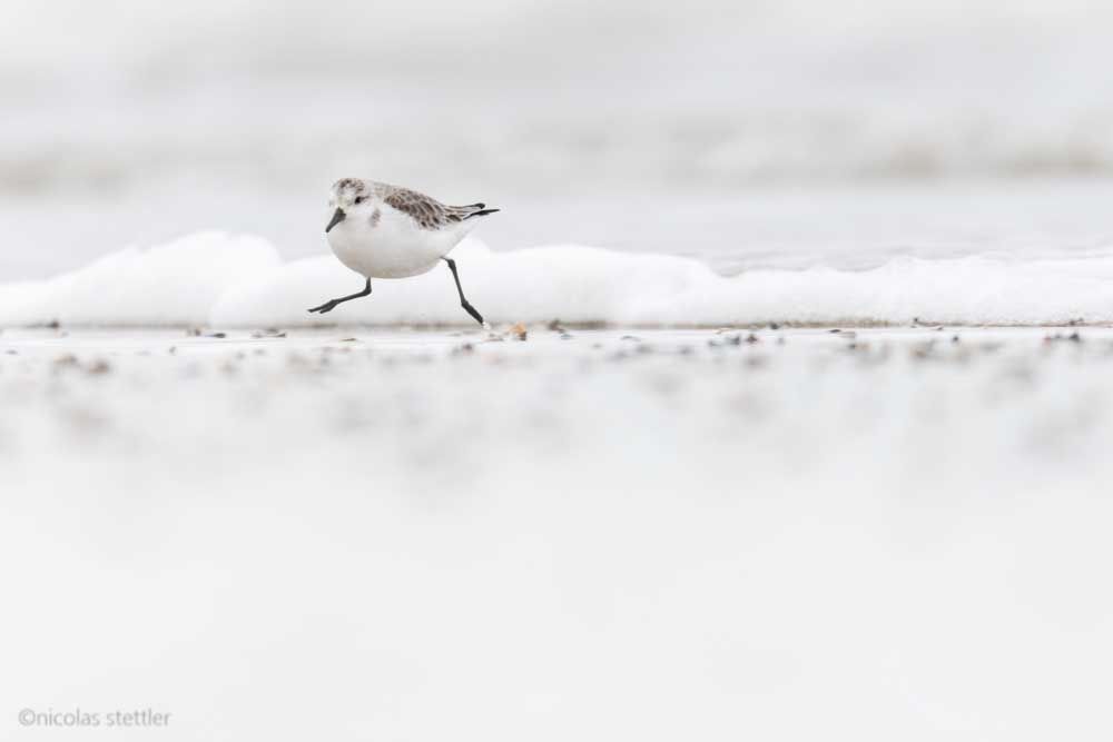 Ein Sanderling rennt von einer Welle davon.