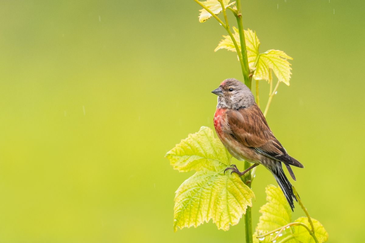 Songbirds photographed by wildlife photographer Nicolas Stettler.