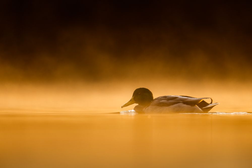 Ein Stockenten-Männchen bei Sonnenaufgang bei Nebel