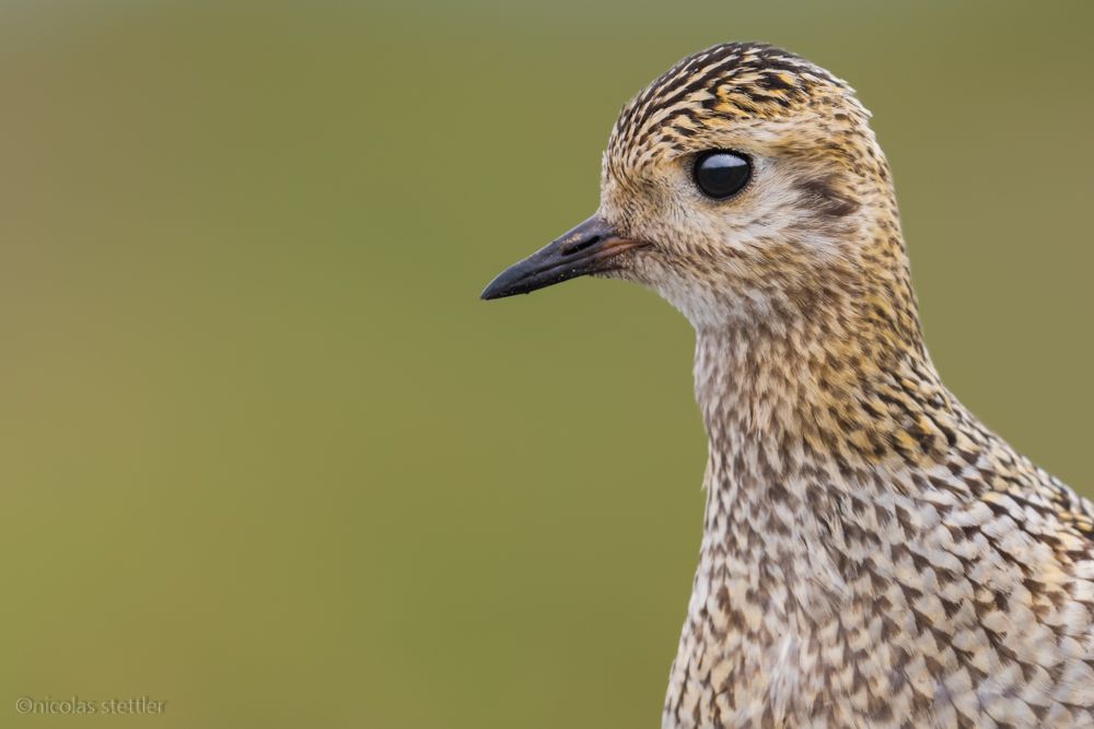 Ein Goldregenpfeifer sucht auf einer Bergwiese nach Nahrung.