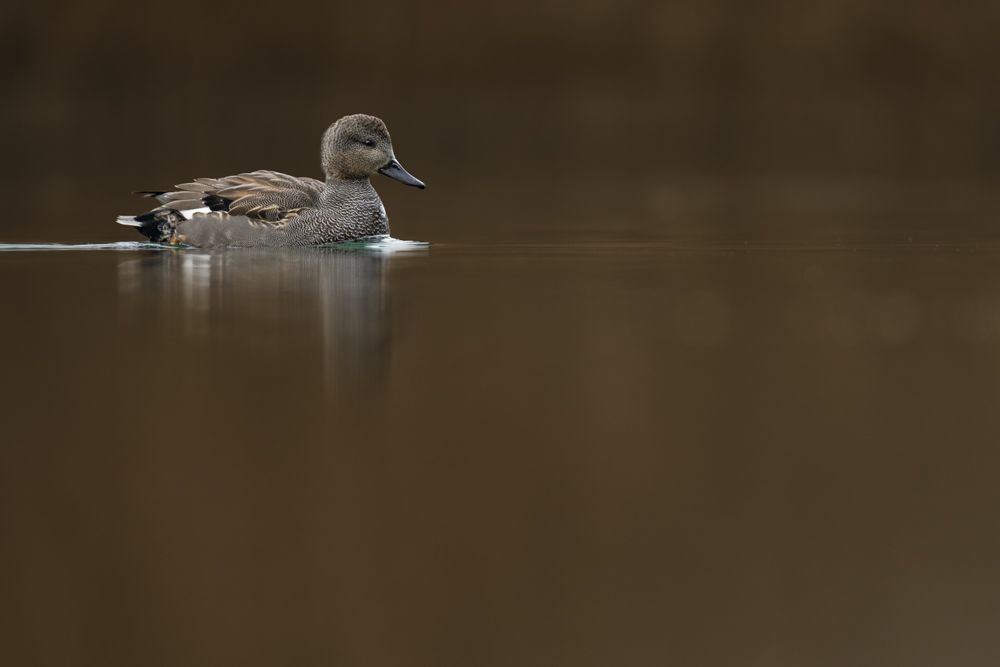 Weitere Fotos des Vogels