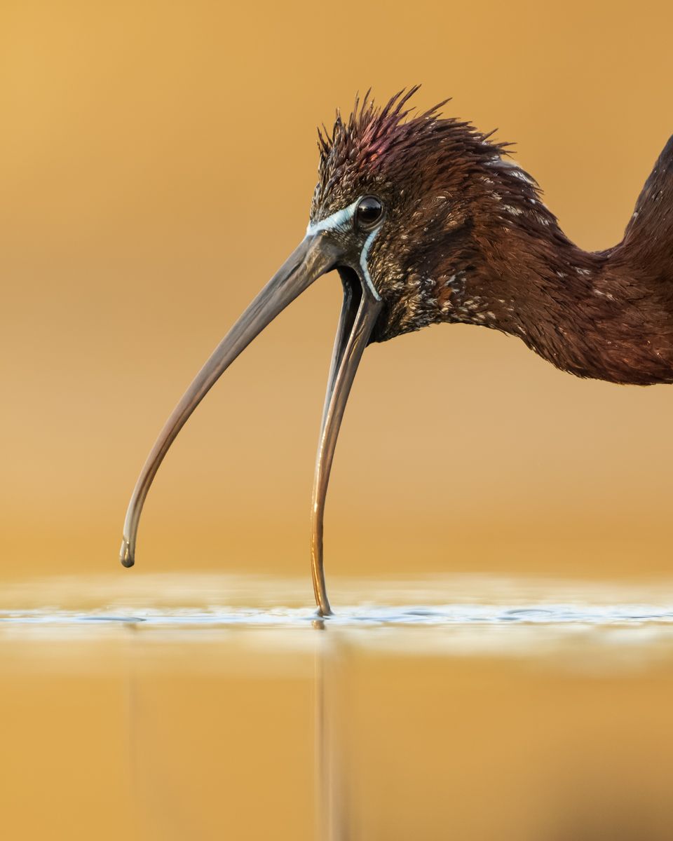 Galerie mit Vogelfotos von Schreitvögeln, fotografiert von Naturfotograf Nicolas Stettler..