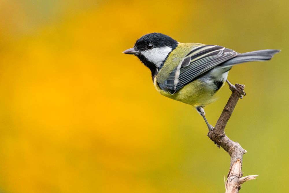 More images of this bird