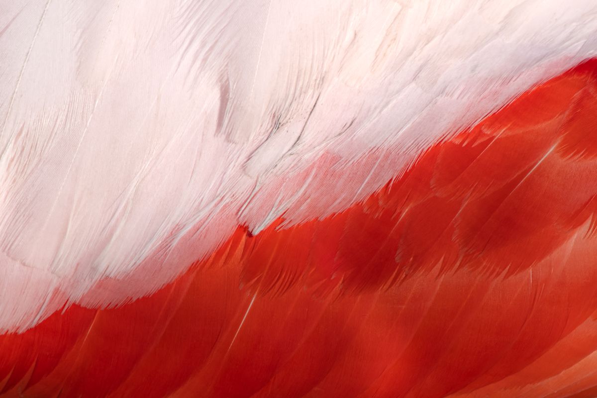 Galerie von diversen Vogelarten, fotografiert von Naturfotograf Nicolas Stettler.
