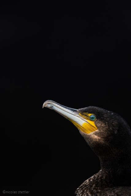 Low Key image of a Cormorant