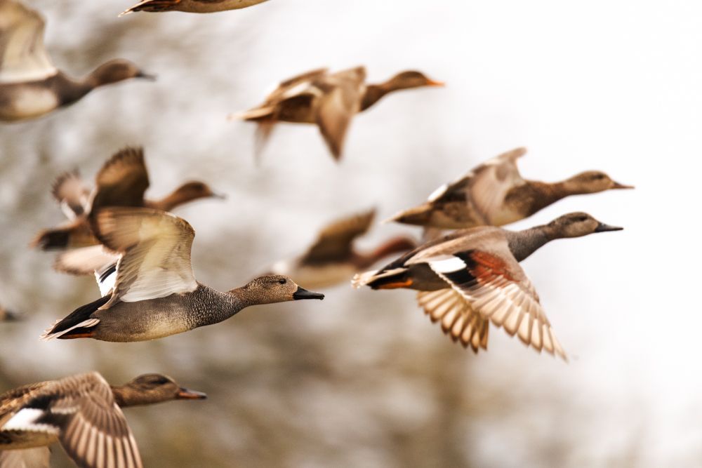 Weitere Fotos des Vogels