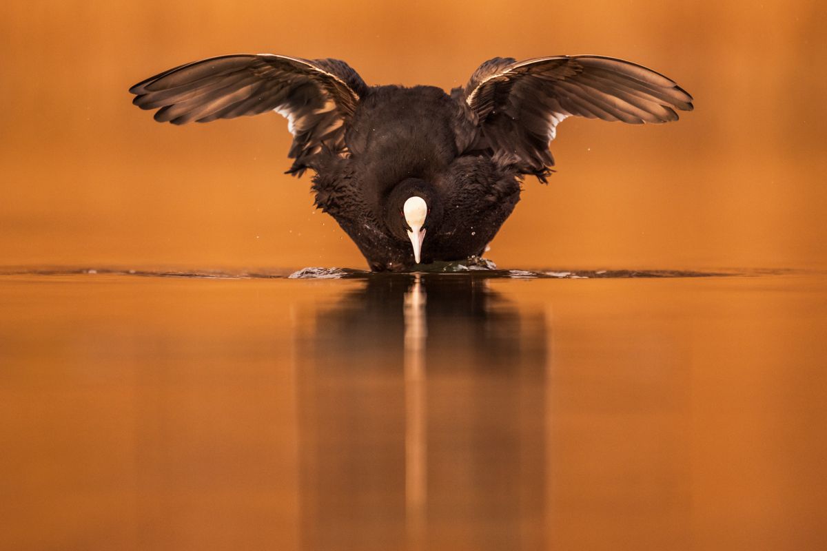 Waterbirds photographed by wildlife photographer Nicolas Stettler.