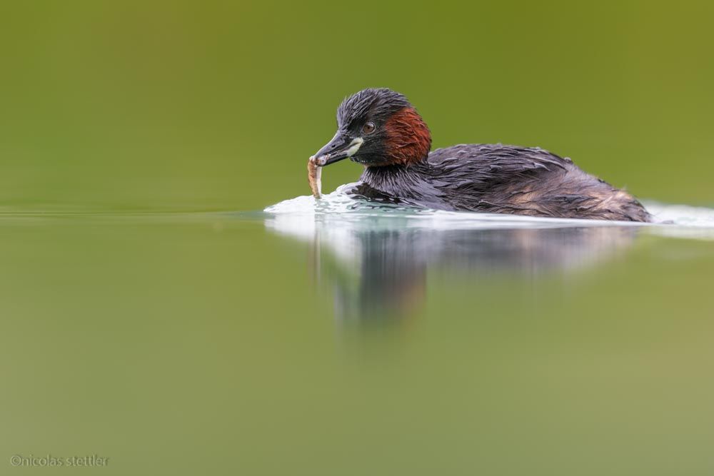 A little grebe with a small fish.