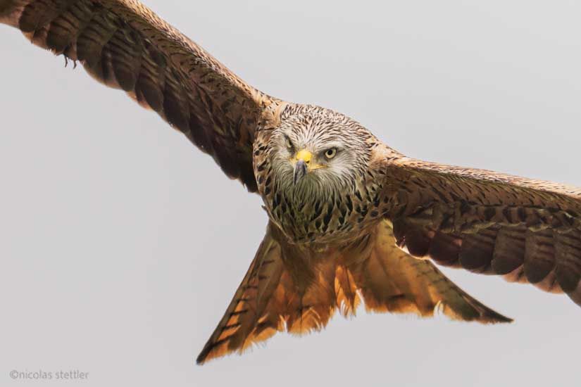 A red kite flying towards me