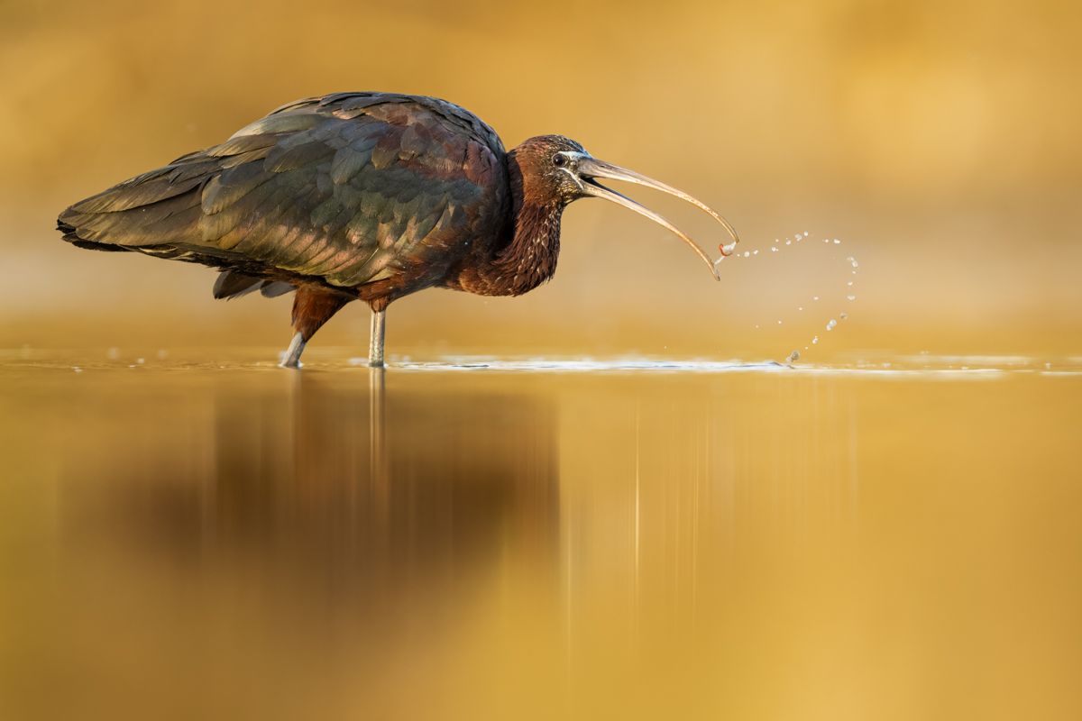 Gallery of stalking bird images of nature photographer Nicolas Stettler.
