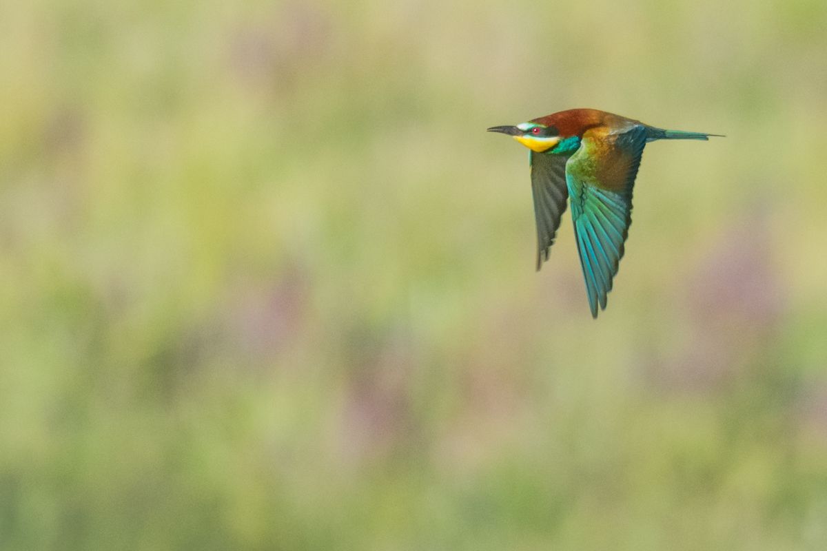 Galerie von diversen Vogelarten, fotografiert von Naturfotograf Nicolas Stettler.