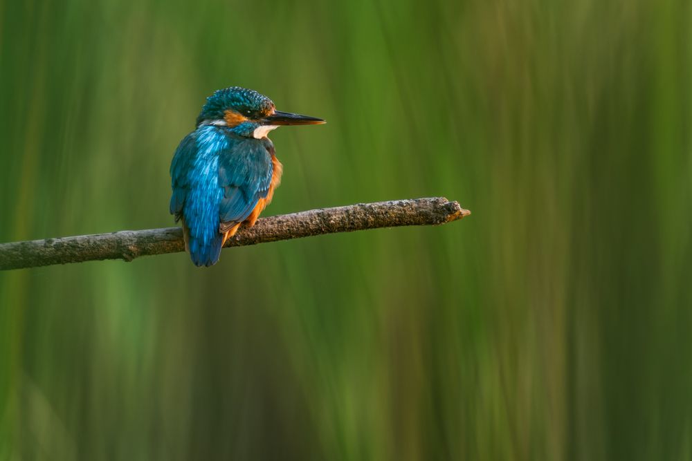 Beispielfotos von der Neusiedlersee Reise mit Birdingtours und Nikon.