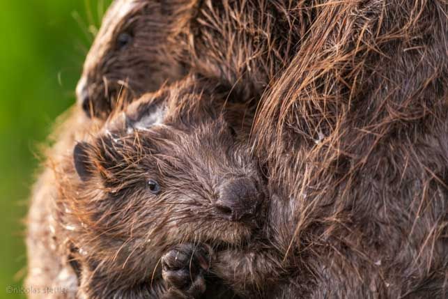 Two beaver (Castor fiber) grooming eachothers fur