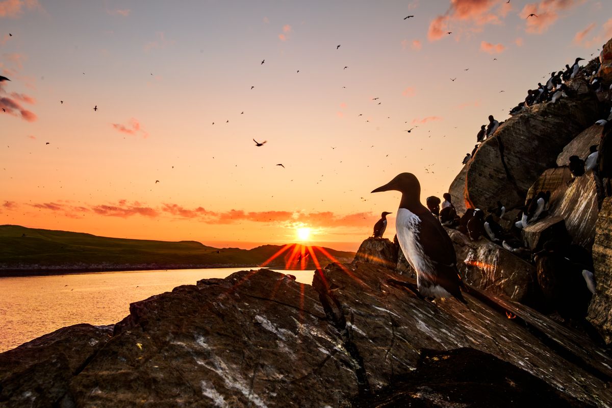 Galerie mit Vogelfotos von Seevögelb, fotografiert von Naturfotograf Nicolas Stettler..