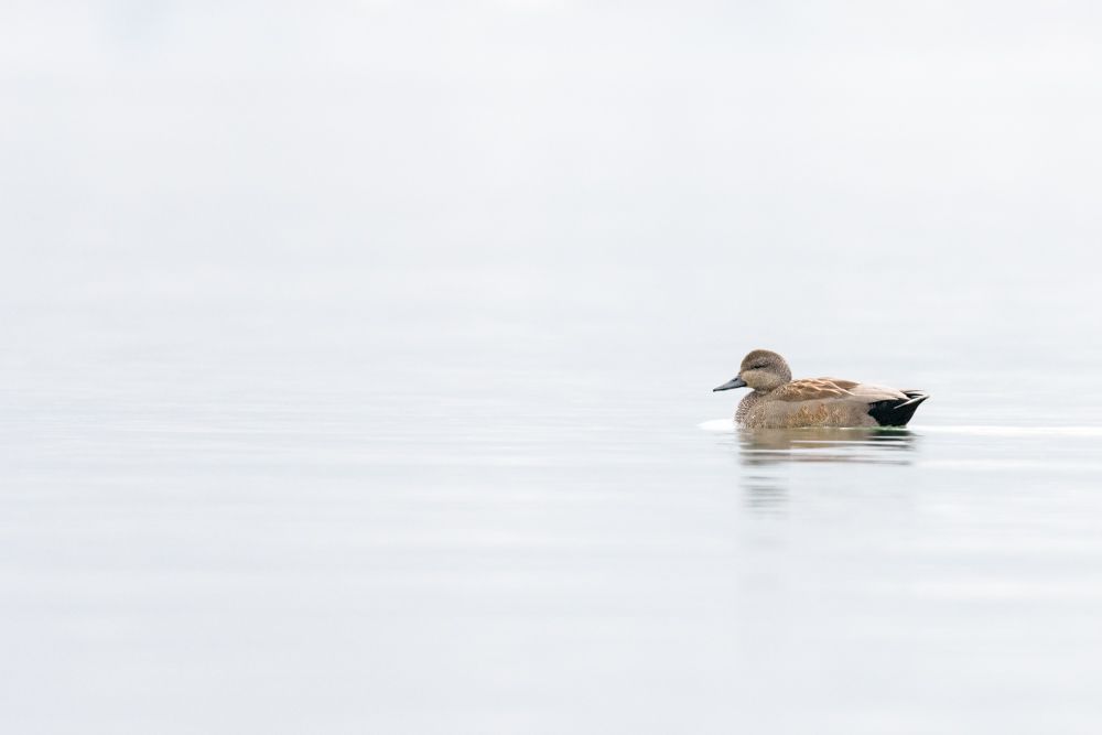 Weitere Fotos des Vogels