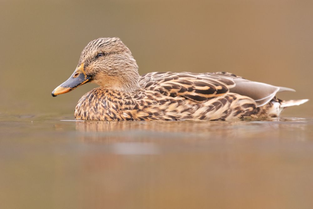 Female dabbling ducks are all very similar in colour. If, as in this case, the speculum is not visible, the identification can be very difficult.