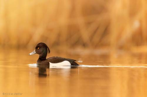 Enten Workshop 3