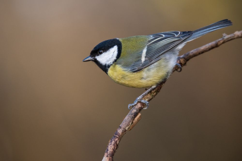 More images of this bird