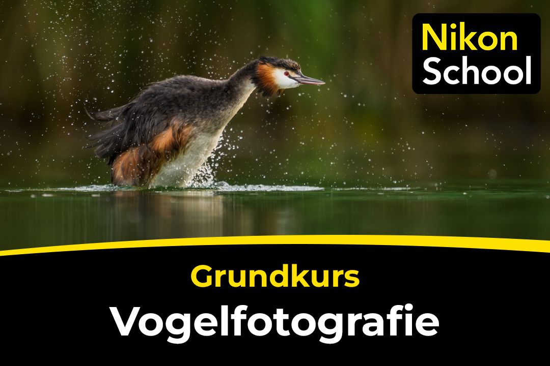 Grundkurs Vogelfotografie mit Nicolas Stettler