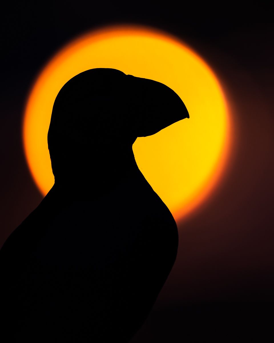 Galerie mit Vogelfotos von Seevögelb, fotografiert von Naturfotograf Nicolas Stettler..